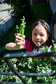 Peas013