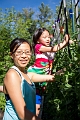 Peas016