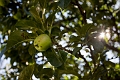 Peas019