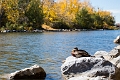 Autumn007
