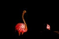Illuminasia020