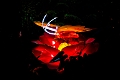 Illuminasia021