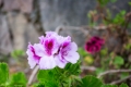 Urubamba013