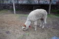 Urubamba016
