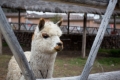 Urubamba018