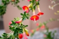 Urubamba044