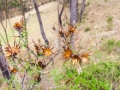 Chinchero045