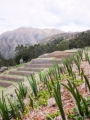 Chinchero119