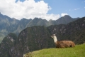MachuPicchu149