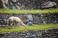 MachuPicchu156