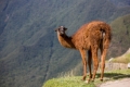 MachuPicchu205