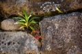 MachuPicchu295