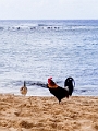 Kauai131