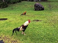 Kauai233