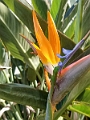 Kauai265