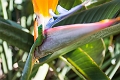 Kauai266