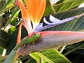 Kauai267