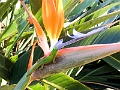 Kauai268