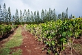 Kauai270