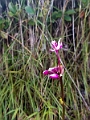 Kauai321