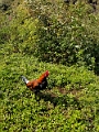 Kauai323