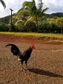 Kauai331