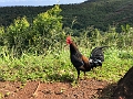 Kauai333