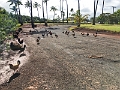 Kauai336