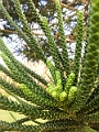 Kauai346