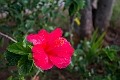 Kauai353