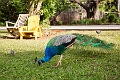 Kauai357