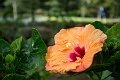 Kauai358