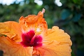 Kauai366
