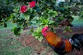 Kauai367