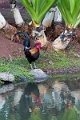Kauai372