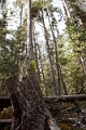 SulphurMountain004