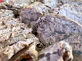 GorDaiLai003