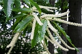 Kelowna055