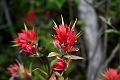 Kelowna104
