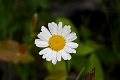 Kelowna105