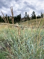 Kelowna225
