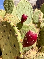 Canyons837