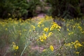 Canyons925