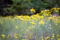 Canyons926