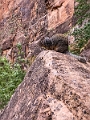 Canyons930