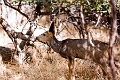 Canyons943