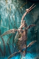 Drumheller023