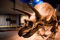 Drumheller024