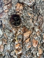 SulphurMountain031