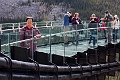 Jasper099